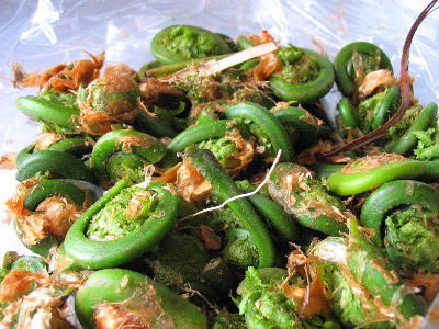 How To Eat Fiddlehead Ferns